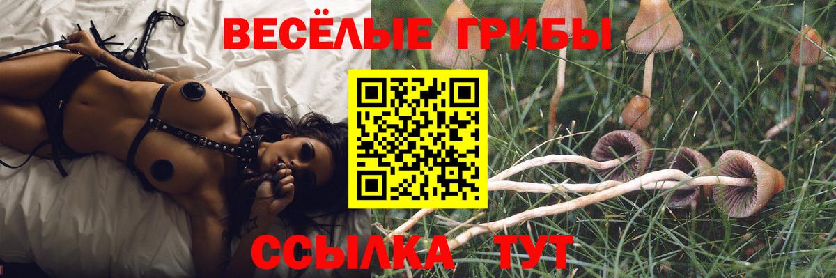 Галлюциногенные грибы Psilocybe Курган